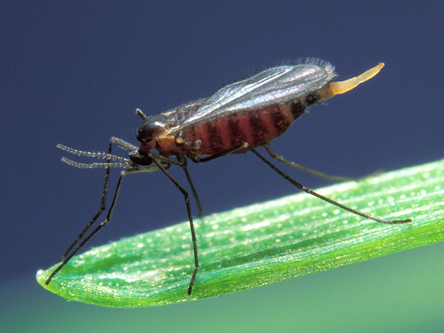 The Hessian fly threatens to be a significant wheat pest in the Great Plains this year, after several years of little activity. (Photo courtesy USDA-ARS)